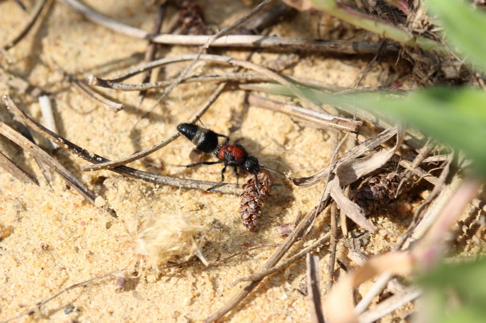  Mutillidae Latreille, 1802