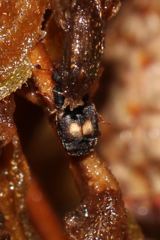 Carpophilus hemipterus (Linnaeus, 1758)