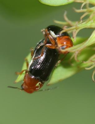  Cryptocephalus rufipes (Goeze, 1777)
