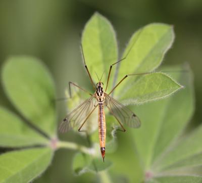  Nephrotoma cornicina (Linnaeus, 1758)