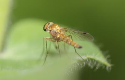  Chrysopilus asiliformis (Preyssler, 1791)