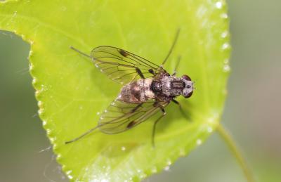  Chrysopilus cristatus (Fabricius, 1775)