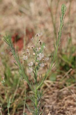 Érigéron crépu Erigeron bonariensis L., 1753