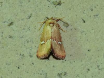 Hémérosie rénigère (L') Haemerosia renalis (Hübner, 1813)