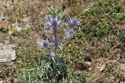 Panicaut de Bourgat Eryngium bourgatii Gouan, 1773