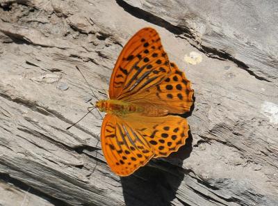 Tabac d'Espagne (Le), Nacré vert (Le), Barre argen Argynnis paphia (Linnaeus, 1758)