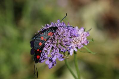 Zygène des bois (La), Zygène du Trèfle-de-montagne Zygaena lonicerae (Scheven, 1777)