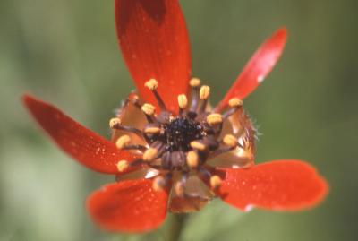 Adonis couleur de feu, Adonis flamme, Goutte de sa Adonis flammea Jacq., 1776
