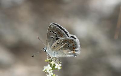 Azuré du Mélilot (L'), Argus turquoise (L'), Azuré Polyommatus dorylas (Denis & Schiffermüller, 1775)