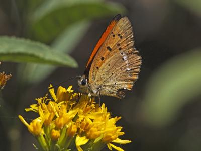 Cuivré de la Verge-d'or (Le), Cuivré satiné (Le),  Lycaena virgaureae (Linnaeus, 1758)
