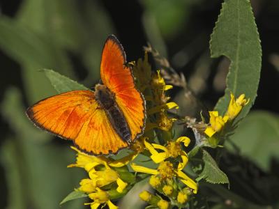 Cuivré de la Verge-d'or (Le), Cuivré satiné (Le),  Lycaena virgaureae (Linnaeus, 1758)