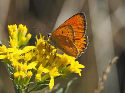 Cuivré de la Verge-d'or (Le), Cuivré satiné (Le),  Lycaena virgaureae (Linnaeus, 1758)