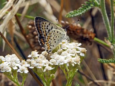 Cuivré fuligineux (Le), Argus myope (L'), Polyomma Lycaena tityrus (Poda, 1761)