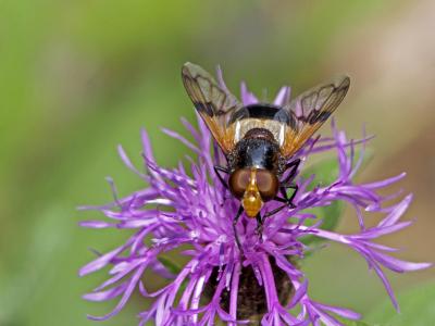 Volucelle à ventre blanc en devant Volucella pellucens (Linnaeus, 1758)