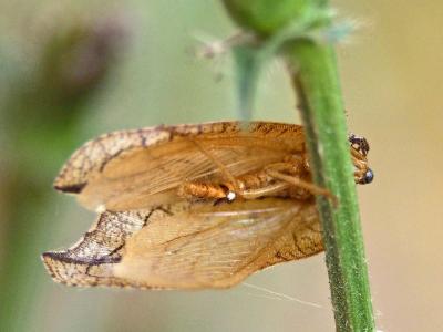  Drepanepteryx phalaenoides (Linnaeus, 1758)