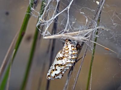 Mélitée orangée (La), Damier orangé (Le), Diane (L Melitaea didyma (Esper, 1778)