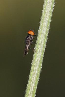  Chrysogaster Meigen, 1803