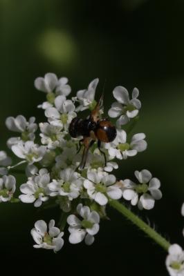  Cistogaster globosa (Fabricius, 1775)