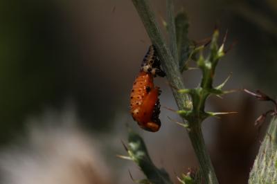 Coccinelles Coccinellidae Latreille, 1807