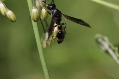  Discoelius dufourii Lepeletier, 1841