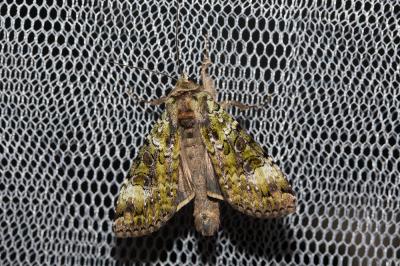 Noctuelle verte (La) Anaplectoides prasina (Denis & Schiffermüller, 1775)