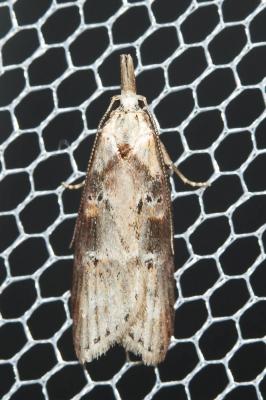  Anchinia daphnella (Denis & Schiffermüller, 1775)