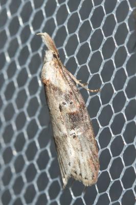  Anchinia daphnella (Denis & Schiffermüller, 1775)