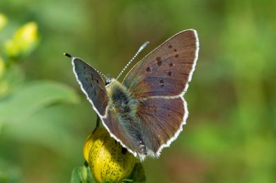 Lycaena tityrus subalpina (Ad. Speyer, 1851)