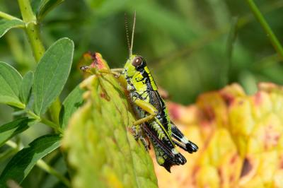 Miramelle alpestre Miramella alpina (Kollar, 1833)