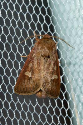 Noctuelle du gramen (La) Cerapteryx graminis (Linnaeus, 1758)