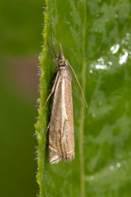  Crambus pratella (Linnaeus, 1758)