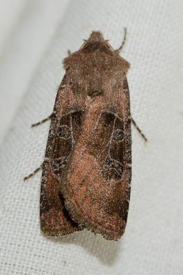 Noctuelle cuivreuse (La) Chersotis cuprea (Denis & Schiffermüller, 1775)