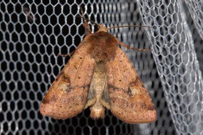 Noctuelle de la Primevère (La) Diarsia mendica (Fabricius, 1775)