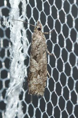  Zeiraphera griseana (Hübner, 1799)