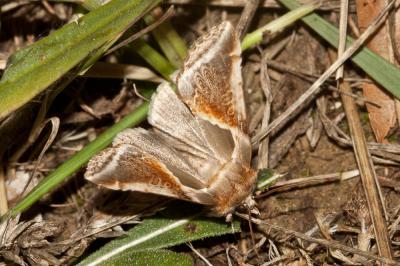 Râtissée (La) Habrosyne pyritoides (Hufnagel, 1766)