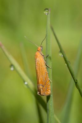  Lathronympha strigana (Fabricius, 1775)