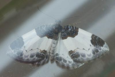 Phalène de la Ronce (La), Blanchâtre (La) Mesoleuca albicillata (Linnaeus, 1758)