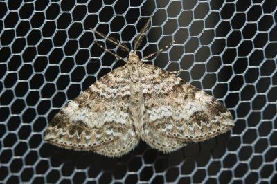 Eubolie âpre (L'), La Périzome des Myrtilles (La) Mesotype didymata (Linnaeus, 1758)