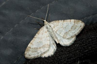 Larentie rupestre (La) Mesotype verberata (Scopoli, 1763)