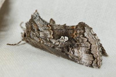 Plusie de l'Orcette (La), Point d'interrogation. ( Syngrapha interrogationis (Linnaeus, 1758)