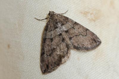Corythée montagnarde (La) Thera cognata (Thunberg & Sebaldt, 1792)