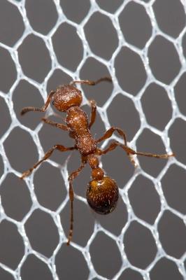  Manica rubida (Latreille, 1802)