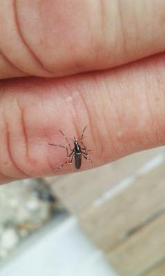 Moustique tigre Aedes albopictus (Skuse, 1894)