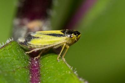  Evacanthus interruptus (Linnaeus, 1758)