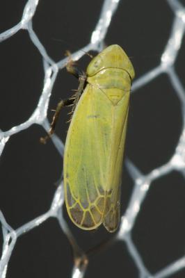  Arthaldeus striifrons (Kirschbaum, 1868)