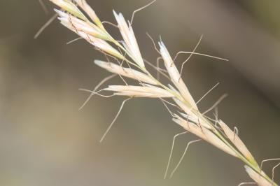 Avoine Brome Helictochloa bromoides (Gouan) Romero Zarco, 2011