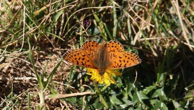 Nacré subalpin (Le), Palès (Le), Nacré alpin (Le), Boloria pales (Denis & Schiffermüller, 1775)