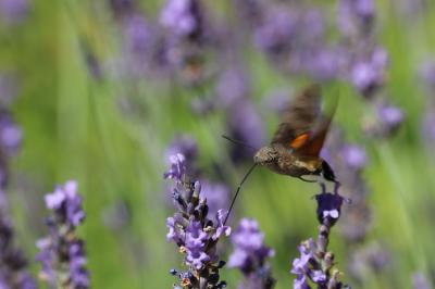 Moro-Sphinx (Le), Sphinx du Caille-Lait (Le) Macroglossum stellatarum (Linnaeus, 1758)