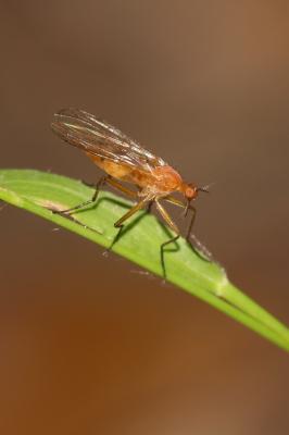  Empis Linnaeus, 1758