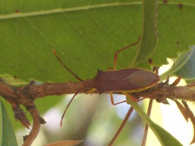  Gonocerus insidiator (Fabricius, 1787)